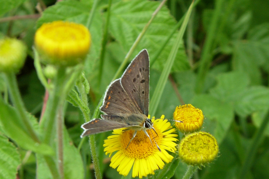 Forse Lycaena tityrus?